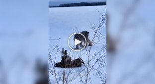 Дикая кошка не смогла пройти мимо игрушки