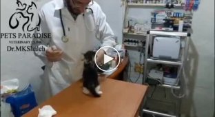 The adventures of a little ball of anger in a veterinary clinic