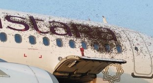 В Индии в аэропорту Калькутты пожарные спасали самолет от роя пчел (фото + видео)