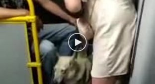 Не трогай собаку! В автобусе женщине не разрешили погладить собаку и она разразилась демоническими проклятиями