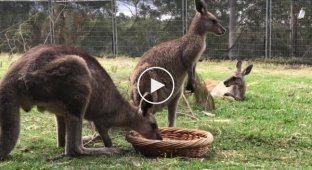 Наглый какаду дерзко ограбил двух кенгуру