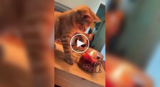 Подборка курьезных моментов из жизни пушистых друзей