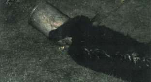 Спасение застрявшего медведя (10 фото)