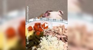 Приют для животных устроил праздничный ужин для кошек и собак