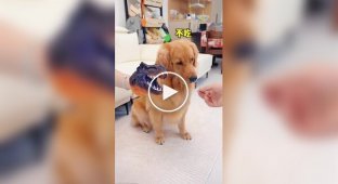 Як переконати собаку прийняти ліки