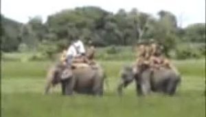 Охотники на слонах ловят тигра