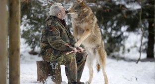Волки — жизнь в стае и изучение их повадок ученым Вернером Фройндом (22 фото)