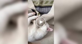 Кіт заснув, коли робив кусь