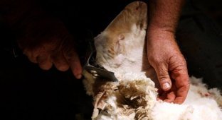 Как стригут овец (26 фотографий)