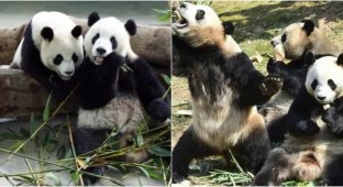 China takes 3 of 5 pandas from Belgian zoo (2 photos + 4 videos)