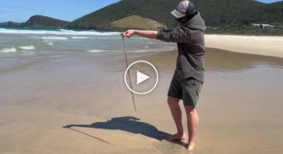 An Australian showed how he catches carnivorous sandworms on the beach