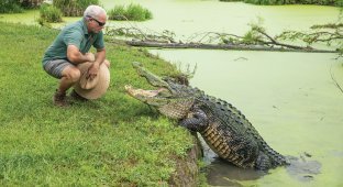 Neighborhood with alligators in Florida (7 photos)