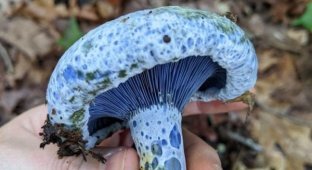 The joy of the mushroom picker: people went to pick mushrooms, but found real mushroom treasures (17 photos)