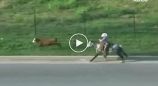 Urban Cowboy: Caught a Runaway Cow