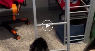 The cat cheerfully climbs the stairs on the bed