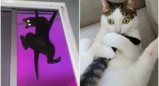 Коты - странные товарищи! 20+ кошачьих фото, которые поднимут настрой (30 фото)
