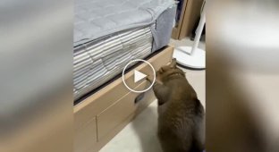 Когда набедокурил и пытаешься спрятаться