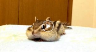 This is how pet chipmunks wake up