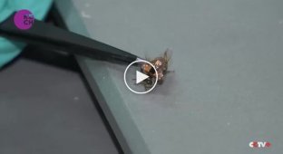 China has unveiled a new development — cyber bees