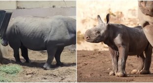 Радость дня: в Англии родился редчайший носорог (6 фото + 1 видео)