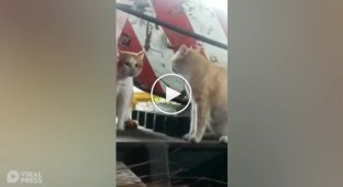 Две бездомные кошки «серьезно поговорили» друг с другом