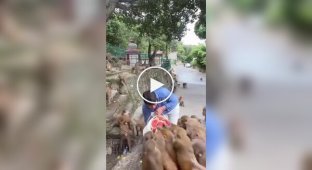 Feeding monkeys with watermelons