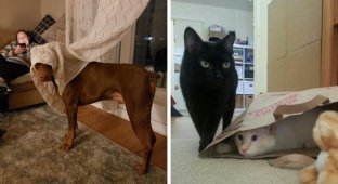 Pets that unsuccessfully hid (18 photos)