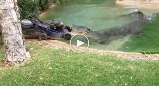 Газонокосилка работает даже в зубах крокодила и в воде