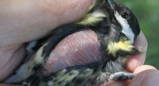 Эта странная лысина появляется у птиц на грудке каждый год. Что это такое? (6 фото)