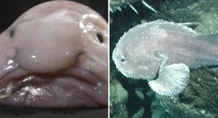 The blobfish, which was once recognized as the "ugliest animal" in the world, won the competition and became the fish of the year (5 photos)