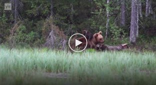 Семейство медведей знает толк в отдыхе
