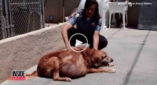 A dog with a 21-pound tumor was dumped on the beach. Look what she has become now