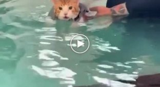 The fat cat is very unhappy that he was forced to lose weight in the water