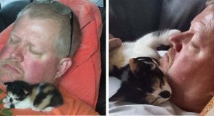 These people said they didn't like cats - and how did it end? (41 photos)