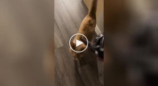 The cat loves when his owner vacuums him