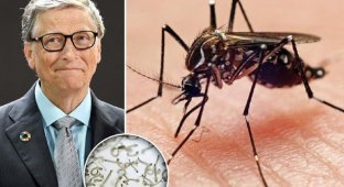 Билл Гейтс потратил $5 миллионов на выведение москитов, борющихся с малярией (7 фото)