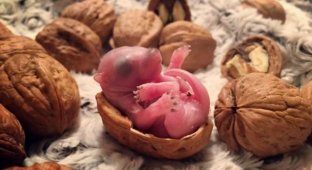 This newborn squirrel was left behind by its mother, and kind people raised it to be a real cutie (11 photos)