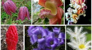 Субботняя встреча с природой - удивительные цветы (21 фото)