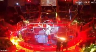 The lion attacked the trainer during the performance in the Sochi circus
