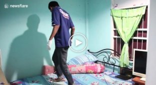 В Таиланде женщина обнаружила трёхметрового агрессивного питона под кроватью сына