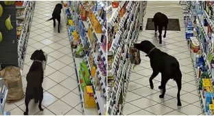 A surveillance camera captured two dogs stealing bread from a store (3 photos + 1 video)