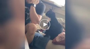 The cat demands attention from the owner