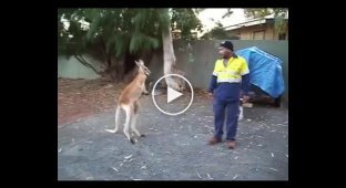 A cheeky kangaroo decided to compete with a builder
