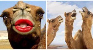 Верблюдов из-за ботокса дисквалифицировали на конкурсе красоты в Саудовской Аравии (6 фото + 1 видео)