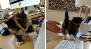 A true story about a tiny kitten who single-handedly optimized the work of the entire office (11 photos + 2 GIFs)