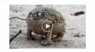 Бойовий клич у пустельної дощової жаби