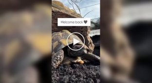 Пробуждение черепахи после спячки