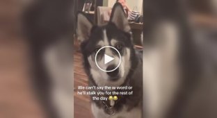 Эмоциональная реакция собак на новость о прогулке