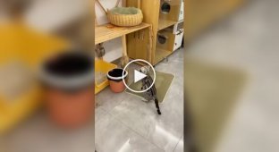 A furry nominee for the "Mother of the Year" award