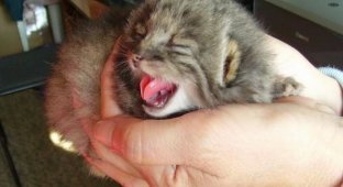 A man saved Pallas cats, which at first glance seemed like ordinary kittens.